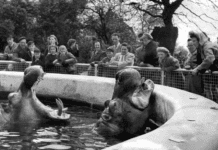 История создания зоологического сада “Belle Vue” в Манчестере