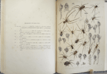 Роль пауков в исследованиях Джона Блэкуолла