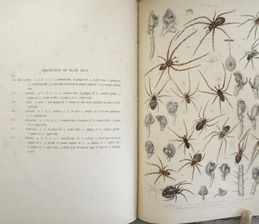 The Role of Spiders in John Blackwall’s Research