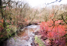 Секрети річки Медлок: природні скарби в урбанізованому середовищі