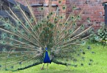 Heaton Park