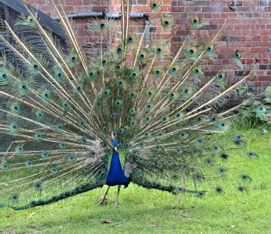 Heaton Park